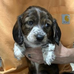 Theo - Piebald male Dachshund puppy in Jordan, Arkansas from Lakeshore Dachshunds