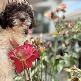 Lagotto Romagnolo Puppies from Anna’s Lagottos