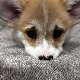 Pembroke Welsh Corgi Puppies from Brilliant Breeds