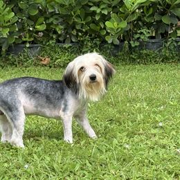 Thomas Simon 9 pounds - Parti male Yorkshire Terrier puppy in Naples, Florida from 🤎 Dreaming Puppies 🐶
