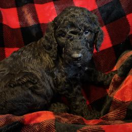 Hubbard - Black male Poodle puppy in St. Johnsbury, Vermont from Poodles of the Northern Woods