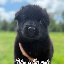 Blue collar - Black male German Shepherd puppy in Canterbury, Connecticut from Nachtwaechter German Shepherds, LLC