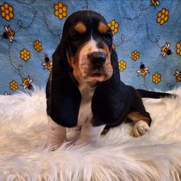 Dice - Black brown and white male Basset Hound puppy in Mack's Creek, Missouri from Mack's Creek Basset Hounds