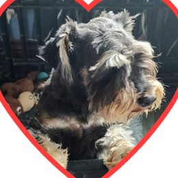 Ellie - Miniature Schnauzer