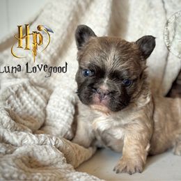 Luna (fluffy) - Blue fawn female French Bulldog puppy in Salem, Oregon from Toy House Frenchies