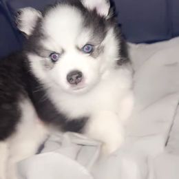 Pomsky Puppies from Pomskies By L&M