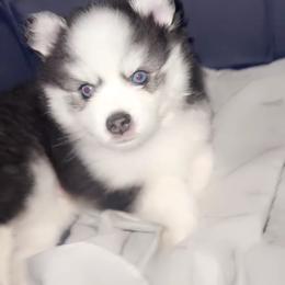 Pomsky Puppies from Pomskies By L&M
