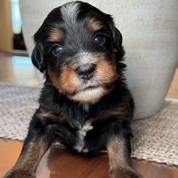Stew - Tri-color male Bernedoodle puppy in Yuciapa, California from AlltheDoodlez_