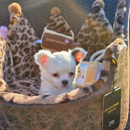 Chevy - Black and white male Chihuahua puppy in Amity, Pennsylvania from Baxters Chihuahuas