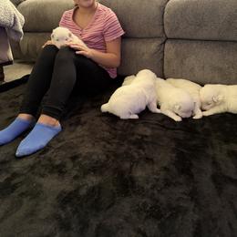 Girl 1 - White female Samoyed puppy in Glasgow, Kentucky from Bluegrass Samoyeds