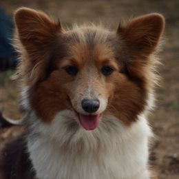 Pembroke Welsh Corgi All Grown Up from Metzger Homestead