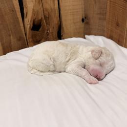 Dolly - Cream female Aussiedoodle puppy in Lavonia, Georgia from H & A Kennels