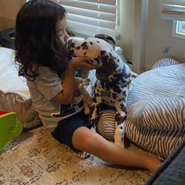Dalmatian Puppies from Sublime Dalmatians