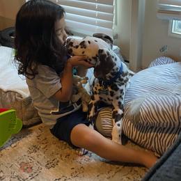 Dalmatian Puppies from Sublime Dalmatians