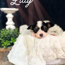 Liberty (Libby) - White black and tan female Papillon puppy in Coatesville, Indiana from Wendy’s Wings