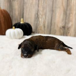 Franny - Sable female Cavapoo puppy in Wamego, Kansas from Doodles of Oz
