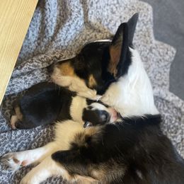 Pembroke Welsh Corgis from Mountain Meadow Farm