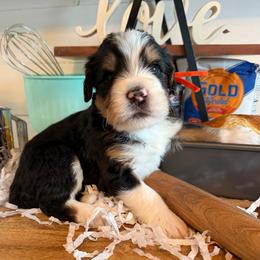 Lavash - Tri-color male Bernedoodle puppy in Gilbert, Arizona from The Berne Barn... it’s a Doodle thing!