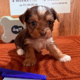 Girl 2 - Chocolate, tan and white female Yorkshire Terrier puppy in Bear Creek, North Carolina from Yorkie Time