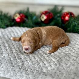 Pink collar - Apricot female Cavapoo puppy in St George, Utah from Picture Perfect Doodles