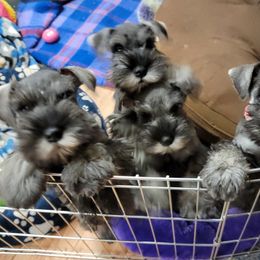 Miniature Schnauzers from ArdenWood Miniature Schnauzers