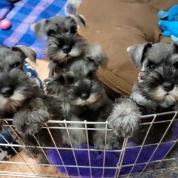 Miniature Schnauzers from ArdenWood Miniature Schnauzers