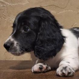 Dachshunds from Shawna's Doxies