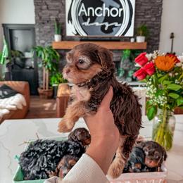 Q U A I L- teddy bear - baby girl - Chocolate female Yorkipoo puppy in Pleasant View, Utah from Anchor Dogs