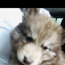 Siberian Husky Puppies from K & Zs Wolfgang Huskies