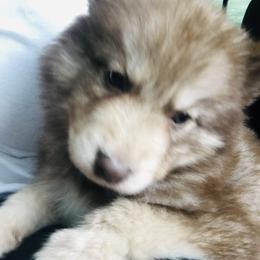 Siberian Husky Puppies from K & Zs Wolfgang Huskies