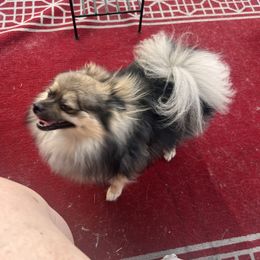Gigi - Pomeranian