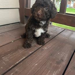 Lexi - Brown female Poodle puppy in Warren, Michigan from Annette Patterson