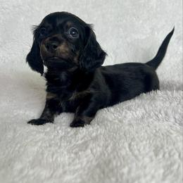 Dachshund puppies from Mini Dachshund Pups LB