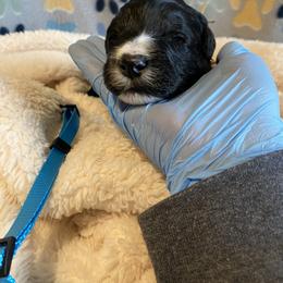 Goldendoodle, Poodle, and Sheepadoodle Puppies from Heavenly Hilltop Farm
