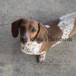 Dachshund All Grown Up from Karmas Dachshunds