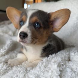 Carl - Blue male Pembroke Welsh Corgi puppy in Beggs, Oklahoma from Blue Diamond Corgi’s