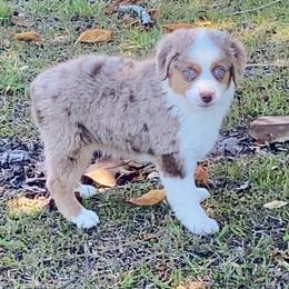 Collins - Red merle male Miniature American Shepherd puppy in Covington County, Alabama from Sweetbay Aussies/ Miniature American Shepherds