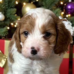 Daniel - Blenheim male Cavapoo puppy in Oklahoma from Rocky Oak Cavaliers & Biewer Terriers LLC