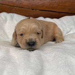 Ben - Light golden male Golden Retriever puppy in North Pole, Alaska from Mulberry Retrievers
