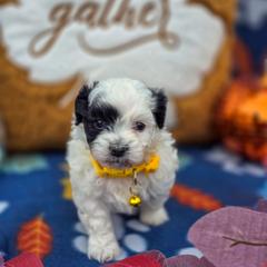 Jeckyll and Hyde - Orange Collar - Black and white male Shichon puppy in Troy, Ohio from Oodles of Doodles