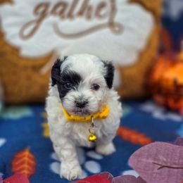 Jeckyll and Hyde - Orange Collar - Black and white male Shichon puppy in Troy, Ohio from Oodles of Doodles