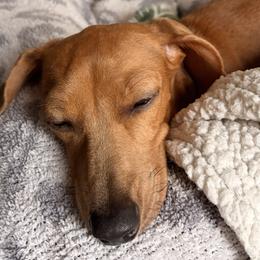 Dachshunds from Teenie Tiny Dachshunds