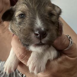 Blue - Sable and white male Shetland Sheepdog puppy in New Waterford, Ohio from Georgina's Shetland Sheepdog