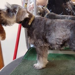 Miniature Schnauzer Puppies from Belle Vista Schnauzers