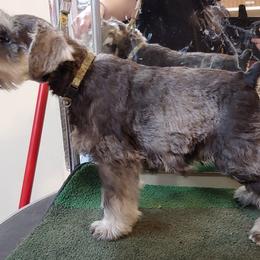 Miniature Schnauzer Puppies from Belle Vista Schnauzers
