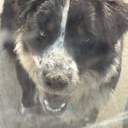 Miniature Australian Shepherd All Grown Up from ST. J’s Mini Aussies