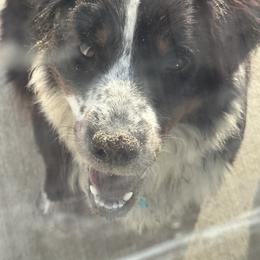 Miniature Australian Shepherd All Grown Up from ST. J’s Mini Aussies