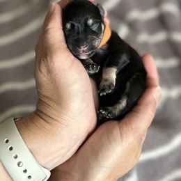 Miniature Schnauzer Puppies from Adrienne Exum