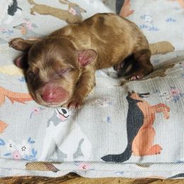 Boy 1 - Dapple male Dachshund puppy in Oklahoma from DRB Australian Shepherds