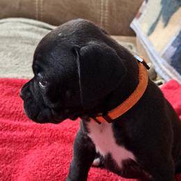Orange - Brindle male Boxer puppy in Franklin, Georgia from Lakeside Kennels of Franklin